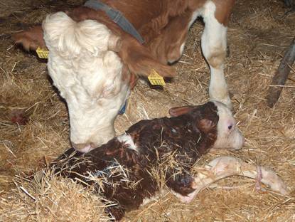 Anan?n buza??s?n? yalayarak kurutmas?